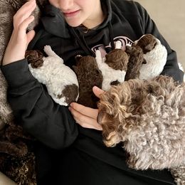 Lagotto Romagnolo Puppies from Anna’s Lagottos