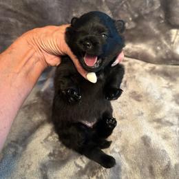 Mystique - Black parti female Pomeranian puppy in Scio, Oregon from Mac Daddy Poms