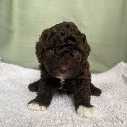 Poodle Puppies from Townsend Poodles
