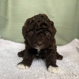 Poodle Puppies from Townsend Poodles