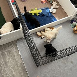 Poodle Puppies from Tyler Family Poodles