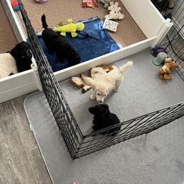 Poodle Puppies from Tyler Family Poodles