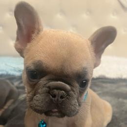 Boy - Blue fawn male French Bulldog puppy in Union City, Tennessee from West Tennesse Frenchies