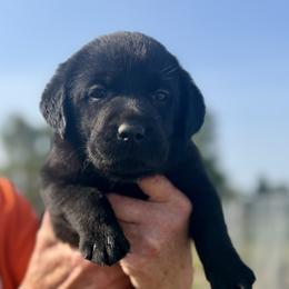 Titan - Black male Dilute Retriever puppy in Baldwin City, Kansas from Hedge Lane Labradors