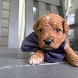 Independence - Red  male Goldendoodle puppy in Camden, North Carolina from Oopsie Doodles of NC