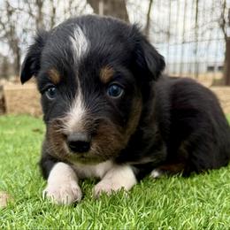 Mitch - Black tri-color male Australian Shepherd puppy in Mount Vernon, Texas from RJ's Aussie Posse