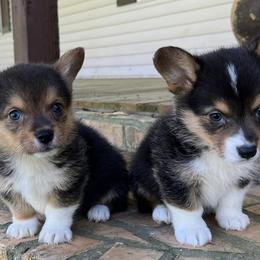 American Corgis and Pembroke Welsh Corgis from Lexi's Cajun Kennels