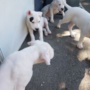 Dogo Argentino Puppies from K&B Southern Oregon Argentino Dogos