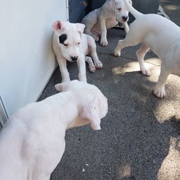 Dogo Argentino Puppies from K&B Southern Oregon Argentino Dogos