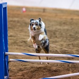 Charm - Miniature American Shepherd