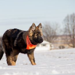 German Shepherd Puppies from Journey's German Shepherds (Kennel Vom Himmel)