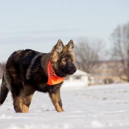 German Shepherd Puppies from Journey's German Shepherds (Kennel Vom Himmel)