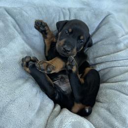 Bango - Black and rust male Doberman Pinscher puppy in Brookfield, Wisconsin from Haus of Hound