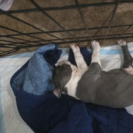 Boston Terrier Puppies from Aronow pups