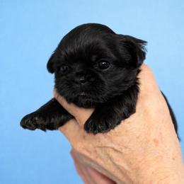 Grady - Black male Shih Tzu puppy in Tallahassee, Florida from Bows and Bow Ties