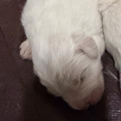 Girl 1 - White male Great Pyrenees puppy in Carbon, Indiana from Patriot Farm & Forestry
