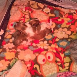 Shindig - Orange parti female Pomeranian puppy in Ontario, Oregon from S'more Pomeranians