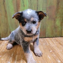 Lt Blue Collar - Blue speckled female Australian Cattle Dog puppy in Riverton, Utah from Rundown Ranch Cattle Dogs