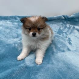 Luna 1550 - Chocolate parti female Pomeranian puppy in Douglas, Georgia from Heartland small breeds
