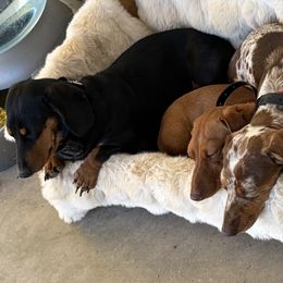 Dachshunds and Pembroke Welsh Corgis from Rocking LJ Breeding