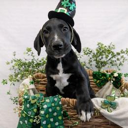 Motown - Black male Great Dane puppy in Brooksville, Florida from Follow My Lead Great Danes