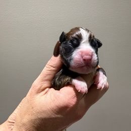 Girl 3 - Fawn female Boxer puppy in Jamesville, New York from Reynolds Homestead Boxers