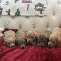 Dachshund puppies from Holiday Dachshunds