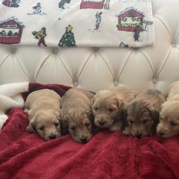 Dachshund puppies from Holiday Dachshunds