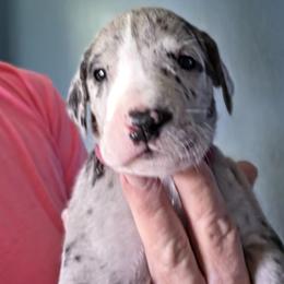 FEMALE MERLE FUSCIA COLLAR - Merle female Great Dane puppy in Hickman, Kentucky from Tidal Wave Danes
