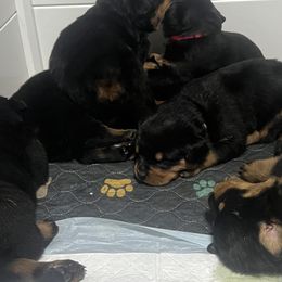 Rottweiler Puppies from CG Rottweilers