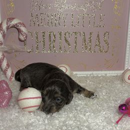 Blue and tan girl - Blue and tan female Dachshund puppy in Crestview, Florida from Neverending Dachies