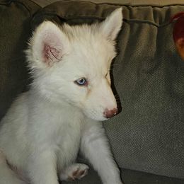 Siberian Husky Puppies from Jackson's Siberians