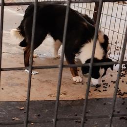 Elena - Black female Working Dog Cross puppy in Nevada, Missouri from Briarwood Collies