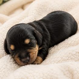 Daisy - Black and cream female Dachshund puppy in Mesa, Arizona from Dach Army LLC