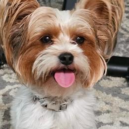Yorkshire Terriers from Linda Hjelm