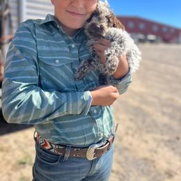 Roan girl - Brown roan female Lagotto Romagnolo puppy in Lake City, Michigan from Michigan Lagotto