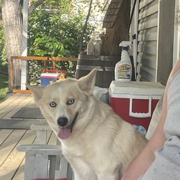 Haze - Pomsky