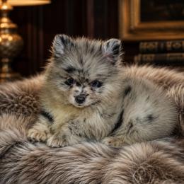AKC Blue Merle Male - Blue merle male Pomeranian puppy in Jacksonville, North Carolina from Pomeranians DelReal