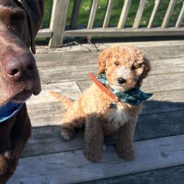Goldendoodle Puppies from Hannah Mae Doodles