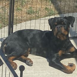 Rottweiler Puppies from Von Der Hing Rottweilers