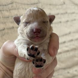 Goldendoodle Puppies from Sweet Doodles of Alabama
