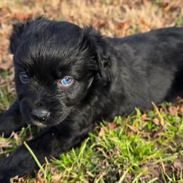 Better Davis - Black & white female Miniature Australian Shepherd puppy in Paris, Texas from Blue Envy Mini Aussies