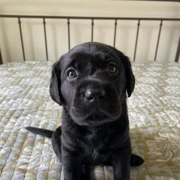 Ms. Pink - Black female Labrador Retriever puppy in New Hanover, New Jersey from Misty Labs