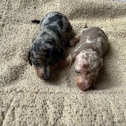 Dachshund and Poodle Puppies from Desjardin’s Poodles & Dachshunds