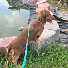 Honey - Dachshund