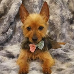 Hazel - Black and tan female Yorkshire Terrier puppy in Aiken, South Carolina from Yorkshires Yorkies