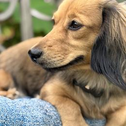 Dachshunds from Sarah Linsenmeyer