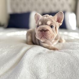 French Bulldog Puppies from Frenchie Envy Puppies