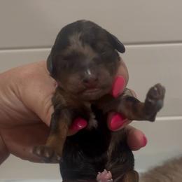 Girl 1 - Red phantom female Aussiedoodle puppy in Calimesa, California from Teakwoodpoodleofsocal