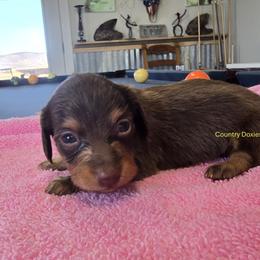 Chocolate girl - Chocolate and tan female Dachshund puppy in Cedar City, Utah from Country Doxies